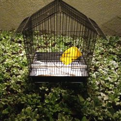 Bird Cage Small Size