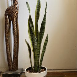 Indoor Mother-in-Law Or Snake Plant