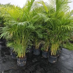 arecas About 6 feet tall Instant probabilidad Hedge  7 feet 8 feet 9 feet and up all available 