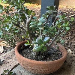 Heathy Live Jade Plant I’m Ceramic Planter 