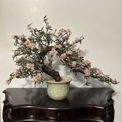 Jade Bonsai Display