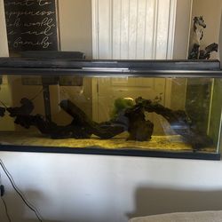 Free fish tank