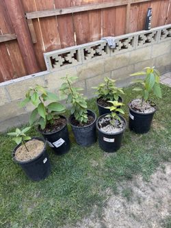 Avocado Trees