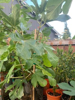 Fig trees (Higos)