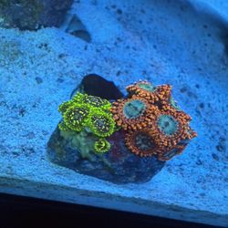 Fake Coral For Trade 