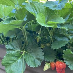 Strawberry Plants