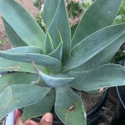 Blue Flame Agave And Blue Glow Agave 