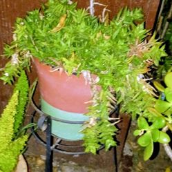 Succulents In A Terracotta Pot