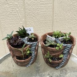 Cute Succulents