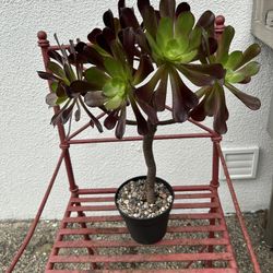 Tree Aeonium Plant 🪴 