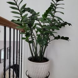 Zz Plant Without Pot 