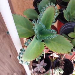 Mother Of Hundreds Potted Plant