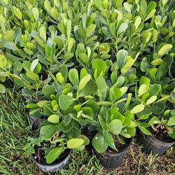 Clusias  Full Green  Fertilized  Ready For Planting Instant Privacy Hedge  Same Day Transportation 