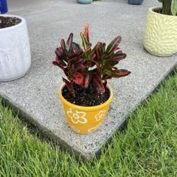 Catchy Croton Trio In Adorable Ceramic Planter 