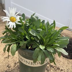 Chamomile Potted Plant