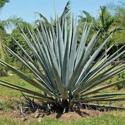 Best offer Agave Tequilana plant