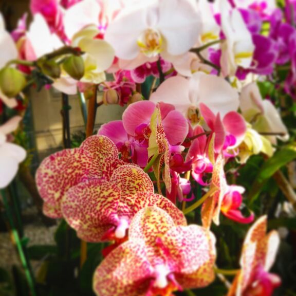 VENTA DE ORQUIDEAS PLANTAS $10 CADA UNA