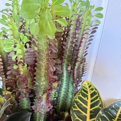 ♥️Euphorbia Royal Red Lucky PLANT❤️16”Height❤️PLS READ DESCRIPTION