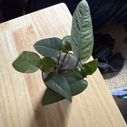Cebu blue pothos cuttings