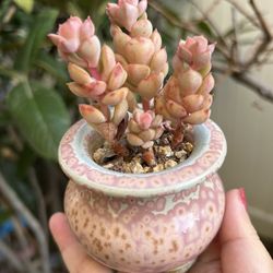 Succulents