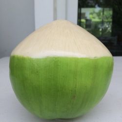 Brad New Artificial Fake Coconut for Display Home Decor