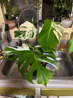 Monstera Albo