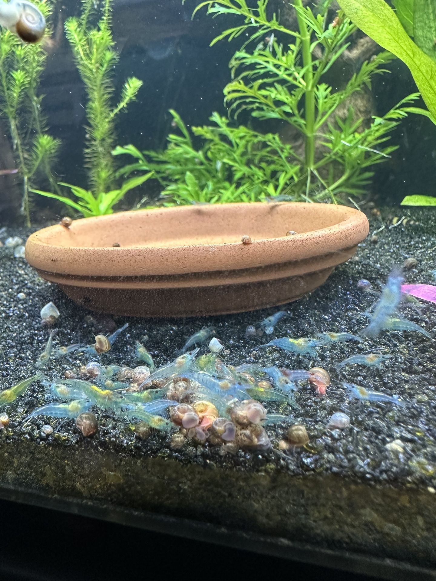 Blue Velvet Neocaridina Shrimps Aquarium