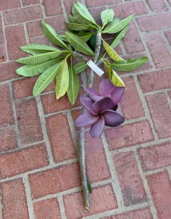 Purple Jack