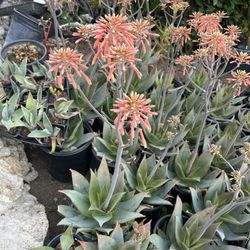 Succulent Plants 
