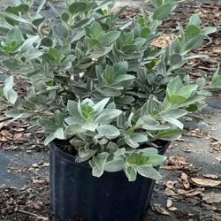 All 3 Gallon Plants $10  Each 