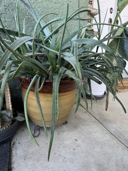 Large Aloe In Large Pot 
