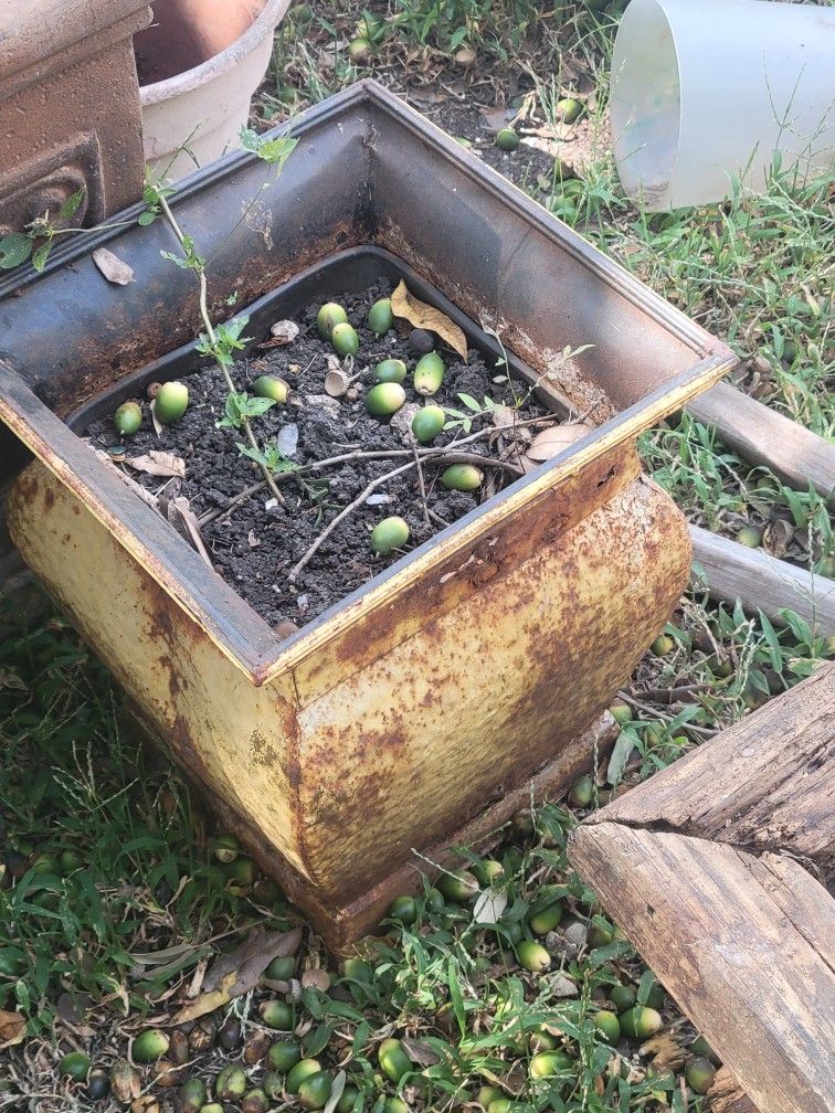 Copper Pot