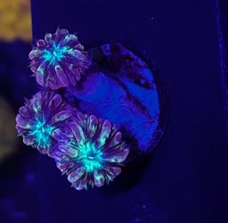 Fake Aquarium Decoration