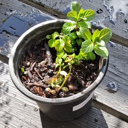 Peppermint Herb - Free