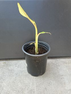 Small Namwa Dwarf Banana Tree