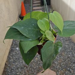 4" Philodendron 'Cordatum'