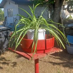 🌿 Large, Healthy Spider Plant – 🌿 Planta Listón Grande y Sana – Exuberante y Llena