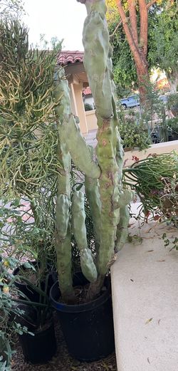 Thornless Multi-branched Totem Pole 