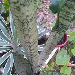 Snake plant  Between 2' & 3' Tall, Many More Sizes
