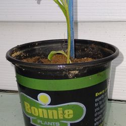 Semi Contra Plant 