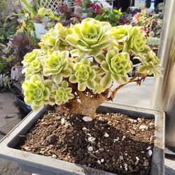 Bonsai Variegated Crested Mini Aeonium Pick Up In Upland 