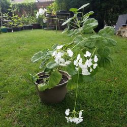 Large White Geranium Plastic Planter