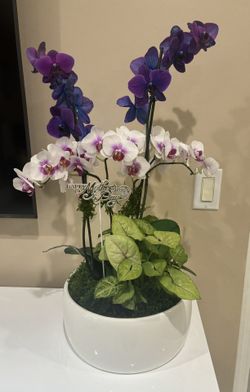 Orchids For Mothers Day🥰🥰