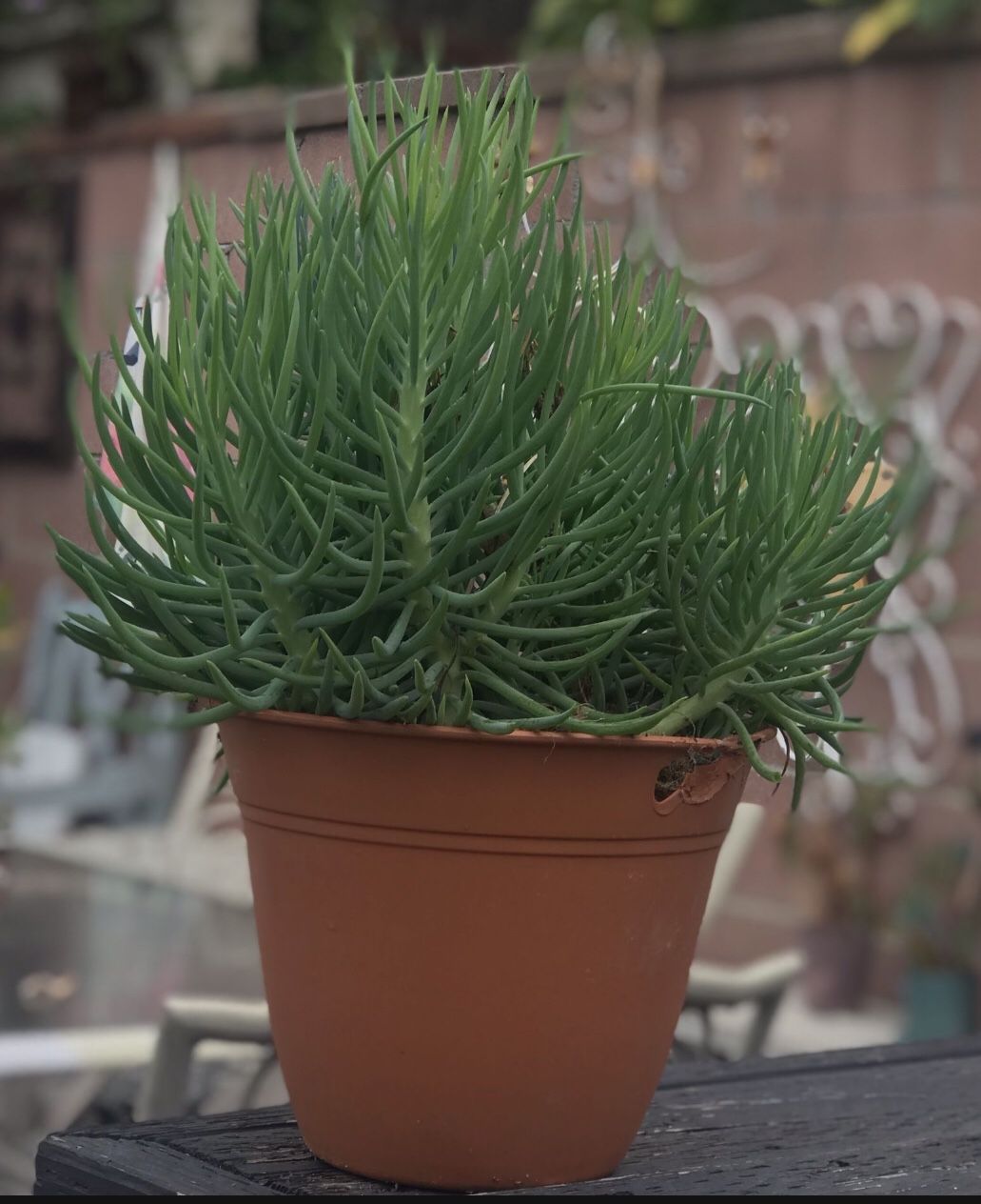 $5 Senecino Succulent