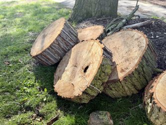 🪵 🍪 Large Wooden Cookies🍪 🪵 
