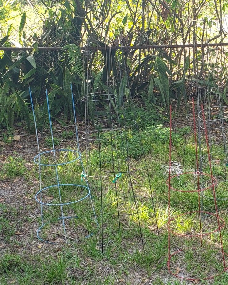 Tomato Cages