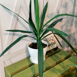 Living Plant 🌱20"H Yucca Gingantea (Symbolize Transmutation, Protection, and Purification) on 6"H White Pot with Tray ::: Indoor