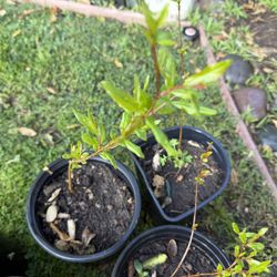 Pomegranate 1 Gallon Wonderful