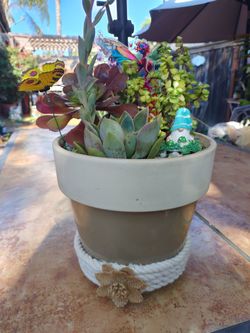 Super Cute Ceramic Pot Blooming Succulent 🌵🎁