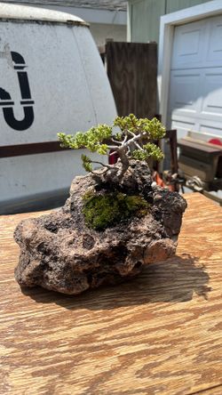 Japanese dwarf, Nana bonsai Japanese dwarf, Nana bonsai